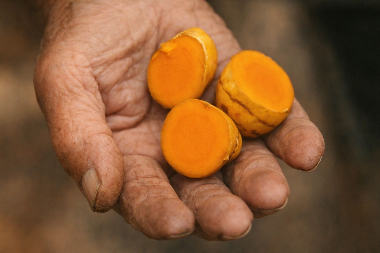 Natural botanical ingredients commonly found in cognitive wellness supplements